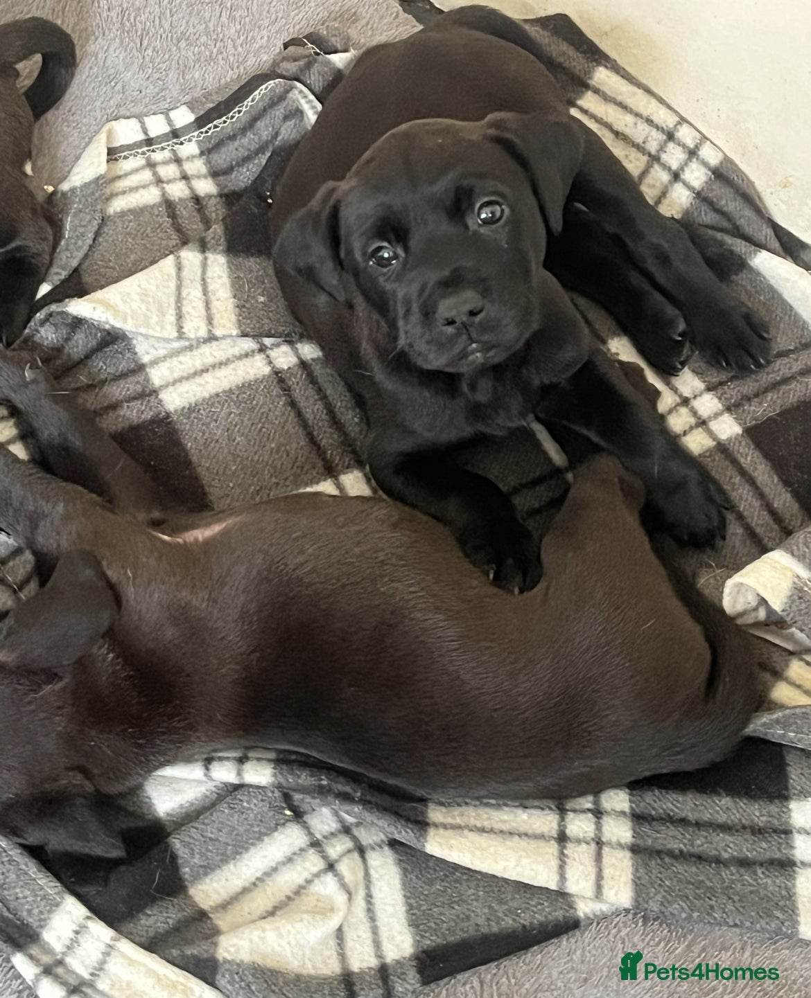 Mixed Breed dogs Beautiful staffy cross labs - Advert 14