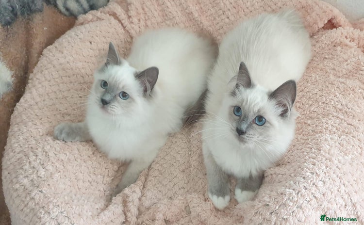 Ragdoll cats - Advert 13