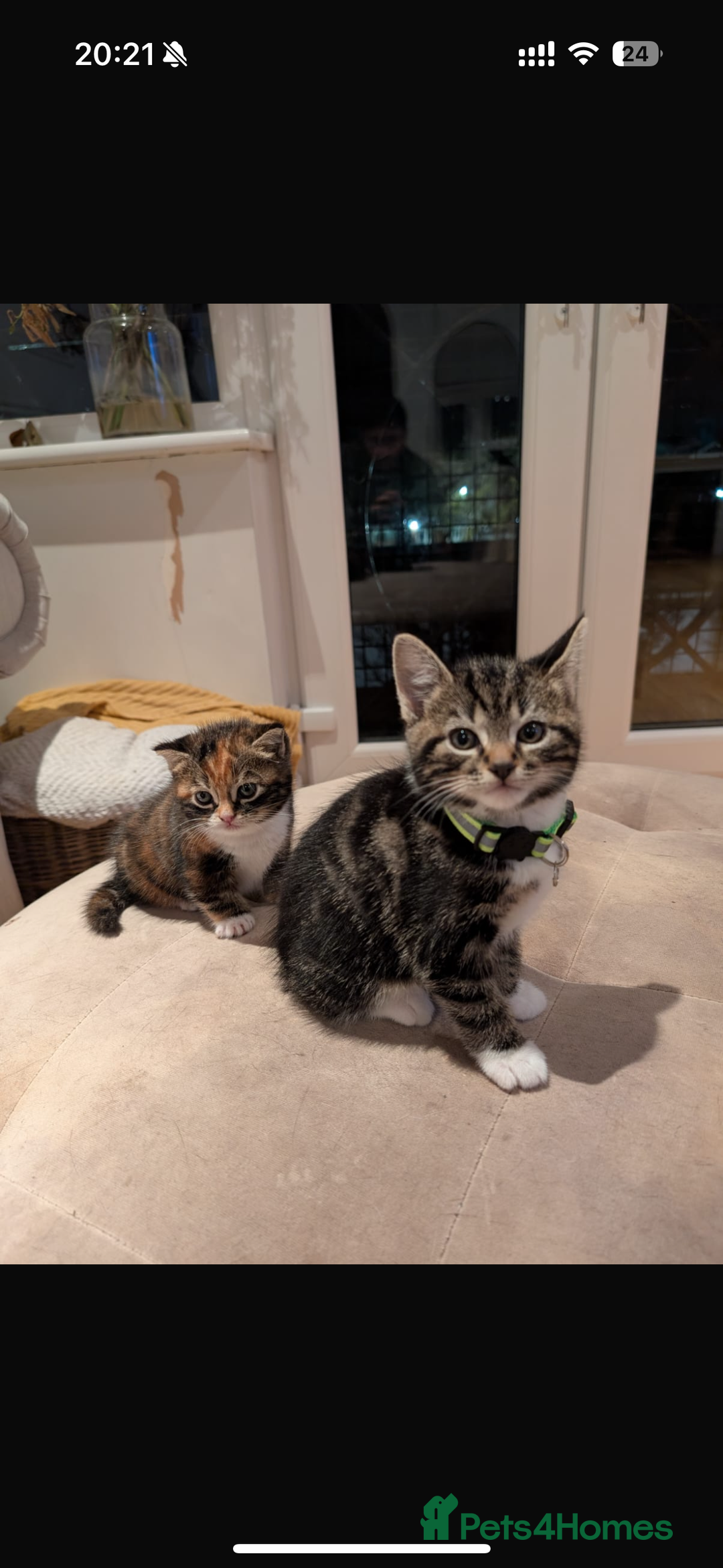 Mixed Breed cats for sale: Gorgeous mixed breed bengal and calico kittens - Advert 12