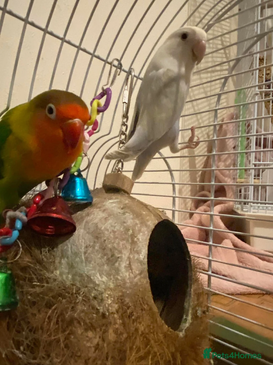 Lovebirds birds for sale: 2 PAIRS OF LOVE Birds - Advert 1