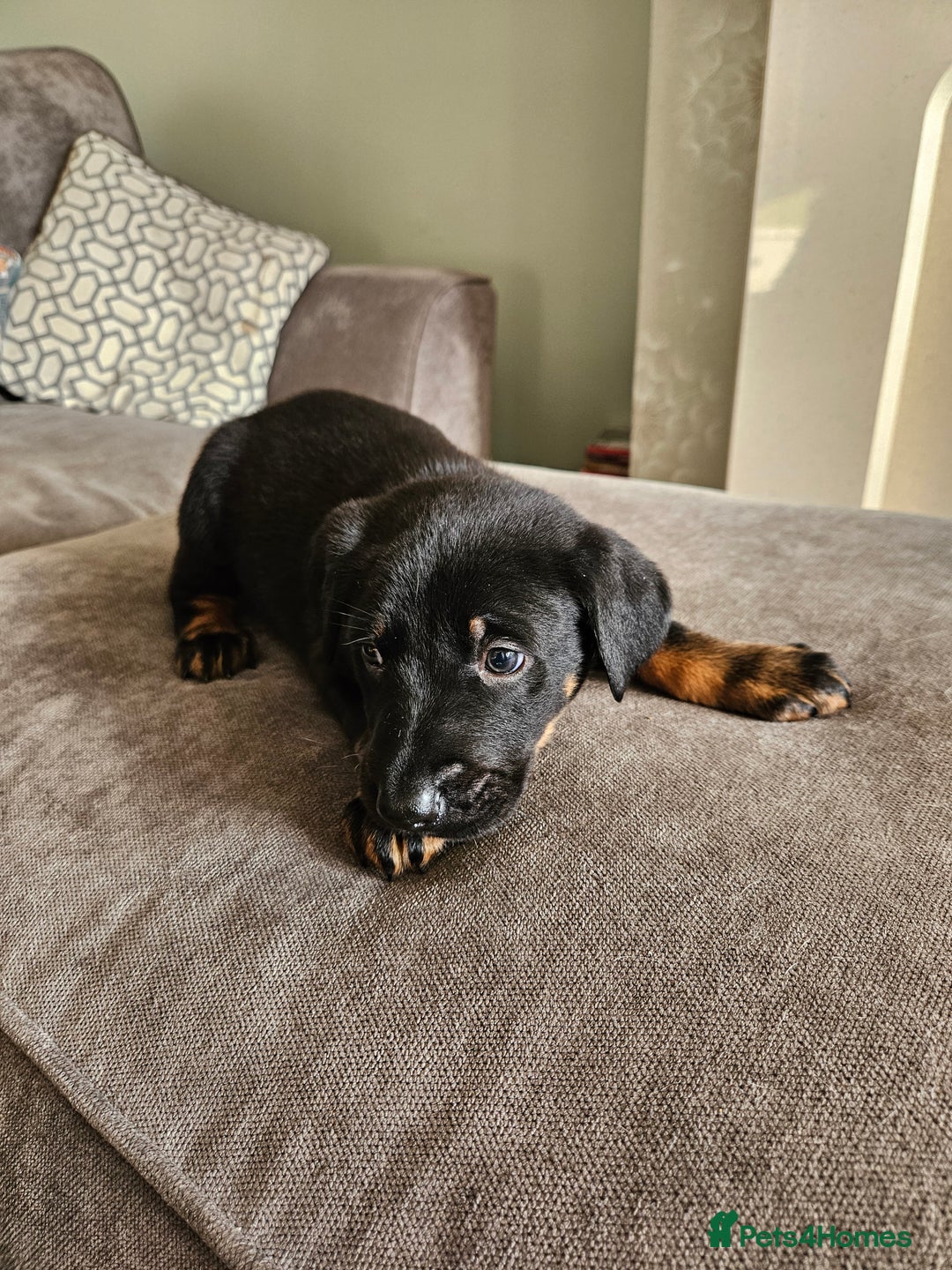 Mixed Breed dogs for sale: Beautiful black German shepherd x doberman  - Advert 9