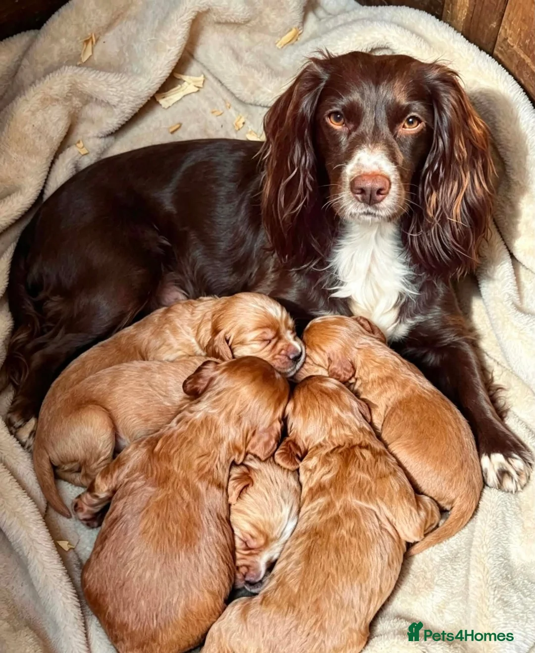 Cocker Spaniel dogs for sale: Cocker Spaniel Puppies in Durham - Advert 1