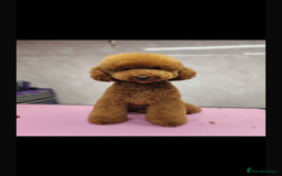 Cockapoo dogs for sale: Beautiful cockapoo for sale  - Image 12