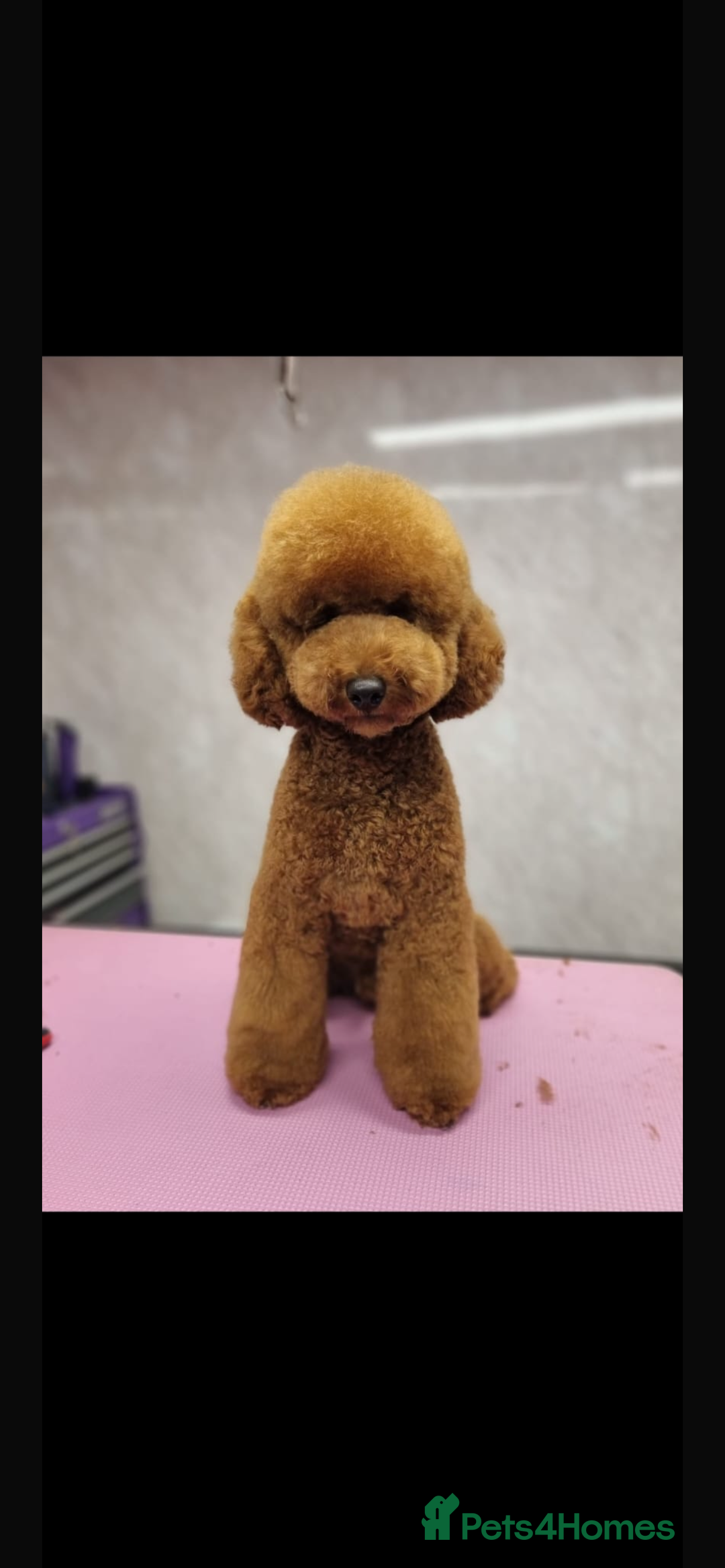 Cockapoo dogs for sale: Beautiful cockapoo for sale  - Image 12