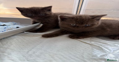 British Shorthair cats - Advert 16
