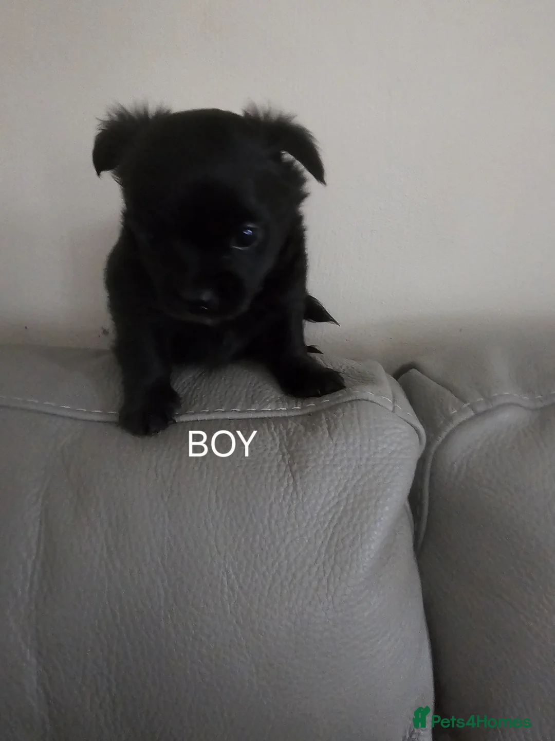 Chihuahua dogs for sale: Tiny chihuahuas  - Advert 5