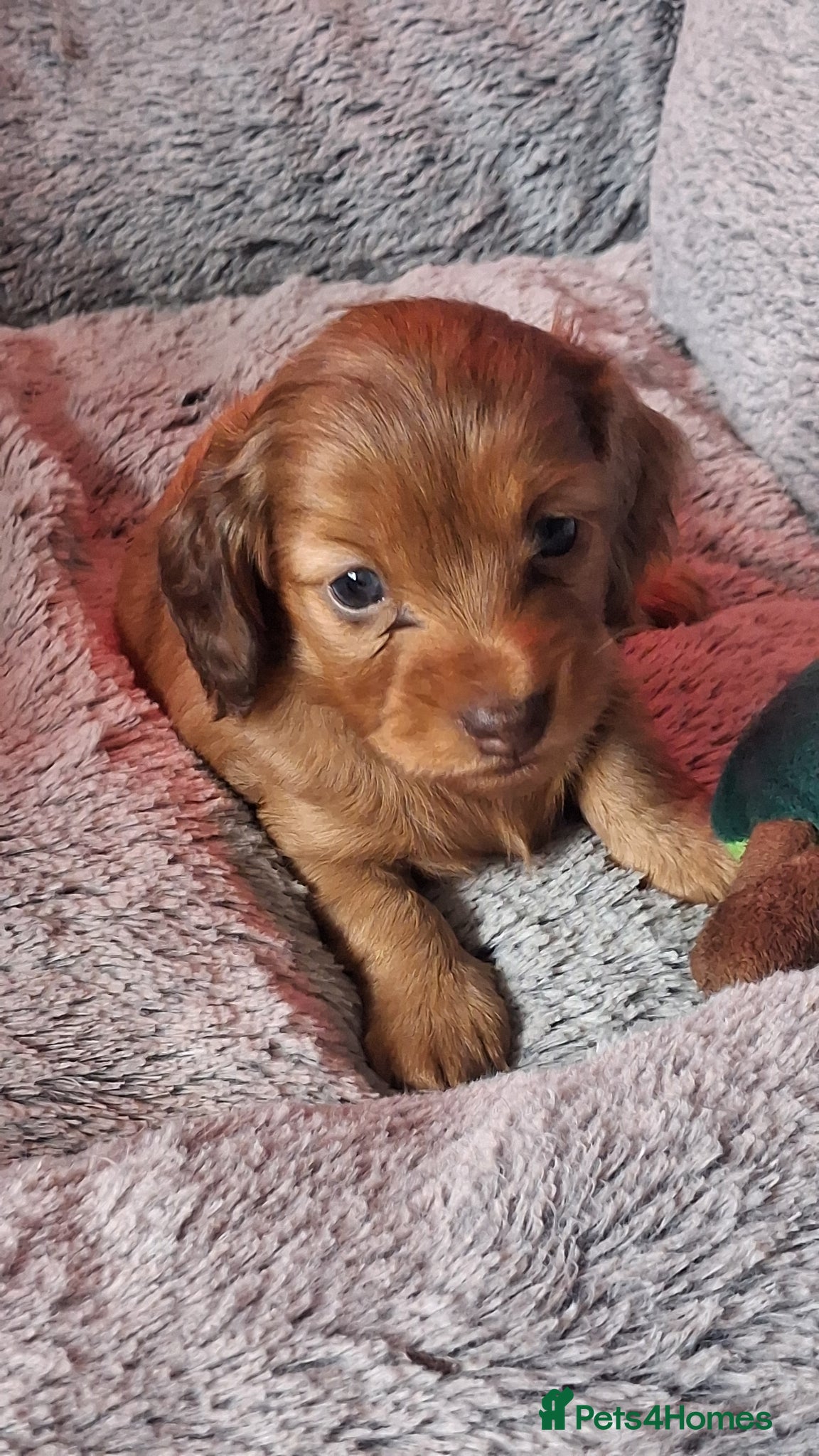 Miniature Dachshund dogs Miniature long-haired dapple dachshund  - Advert 2