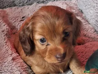 Miniature Dachshund dogs Miniature long-haired dapple dachshund - Advert 2