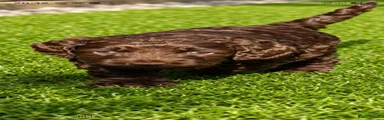 Cockapoo 2