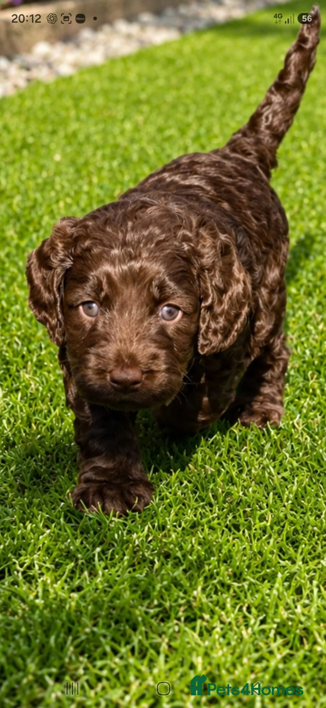 Cockapoo dogs for sale: Stunning litter of Cockerpoo puppies - Advert 7