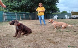 Lagotto Romagnolo dogs for adoption: DEXTER - a superb Lagotto boy for a Loving Home - Image 14