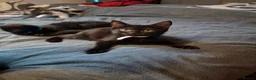 Mixed Breed cats for sale: Lovely kittens looking for their forever homes  - Advert 6