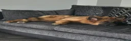 German Shepherd dogs for sale: German Shepherd Pup  - Advert 7