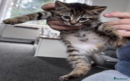 Mixed Breed cats for sale: 5 beautiful kittens looking for their forever home - Image 1