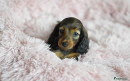 Miniature Dachshund dogs for sale: Gorgeous Longhair Miniature Dachshund Girls - Image 25