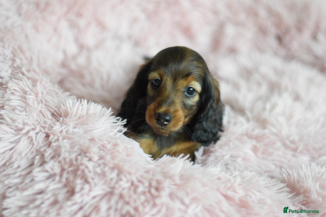 Miniature Dachshund dogs for sale: Gorgeous Longhair Miniature Dachshund Girls - Image 25