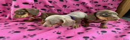 Miniature Dachshund dogs for sale: LOVELY MINIATURE DACHSHUNDS PUPPIES FOR SALE in Southampton - Advert 3