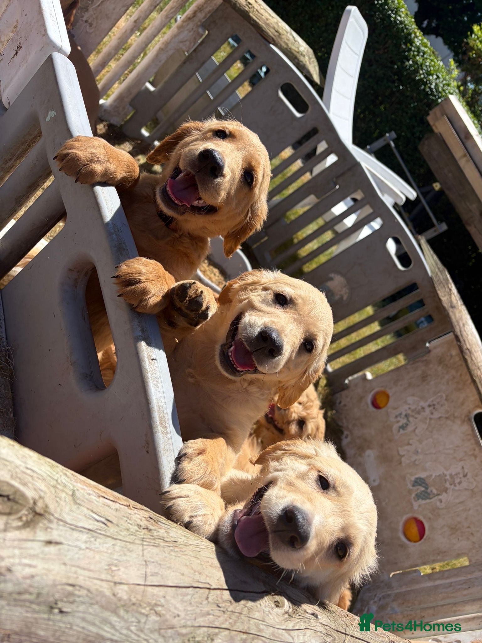 Goldendoodle dogs Goldendoodle pups Born 25 March 2026 - Advert 2