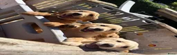 Goldendoodle dogs for sale: Goldendoodle pups Born 25 March 2026 - Advert 2