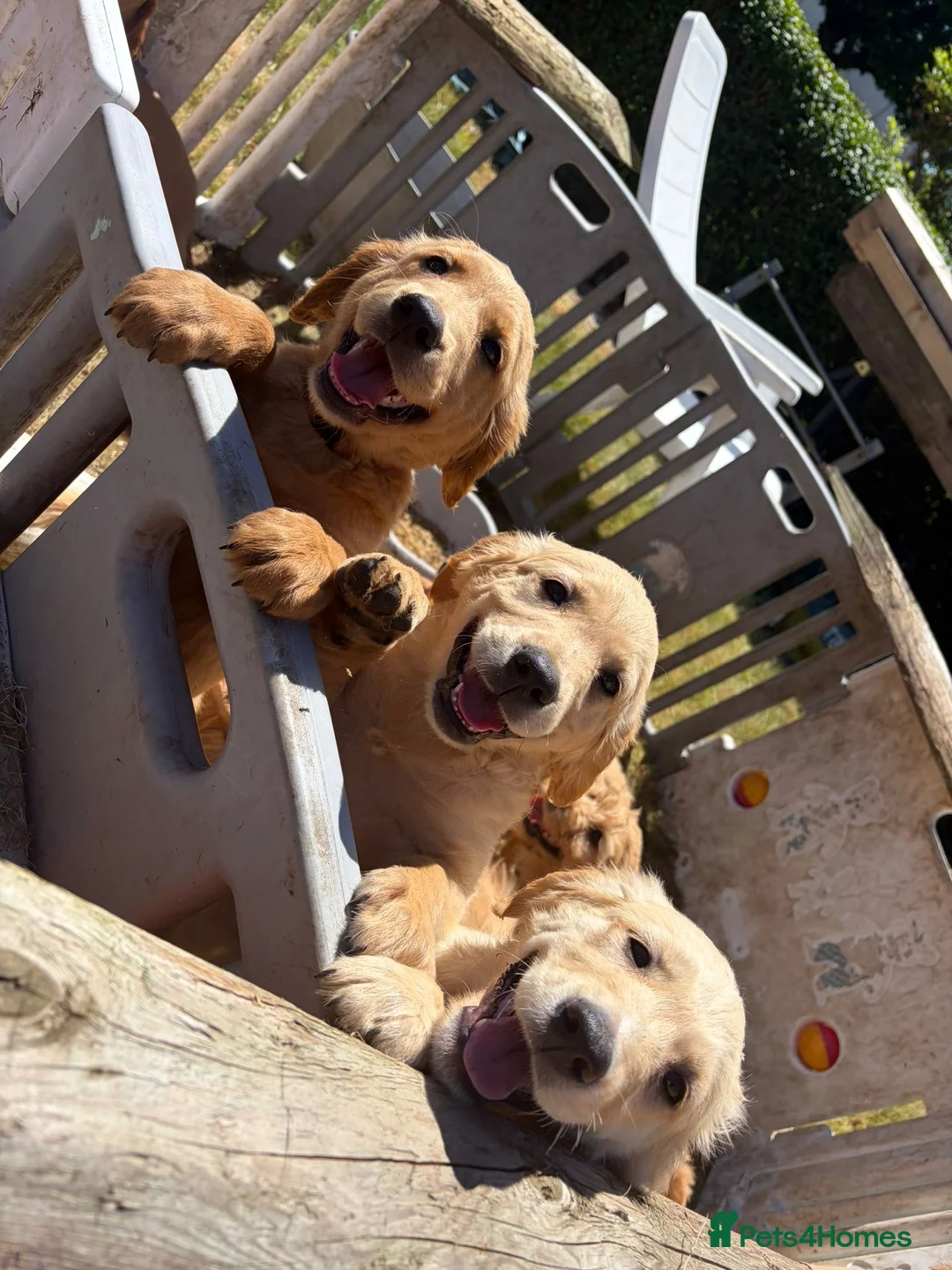 Goldendoodle dogs for sale: Goldendoodle pups Born 25 March 2026 - Advert 2