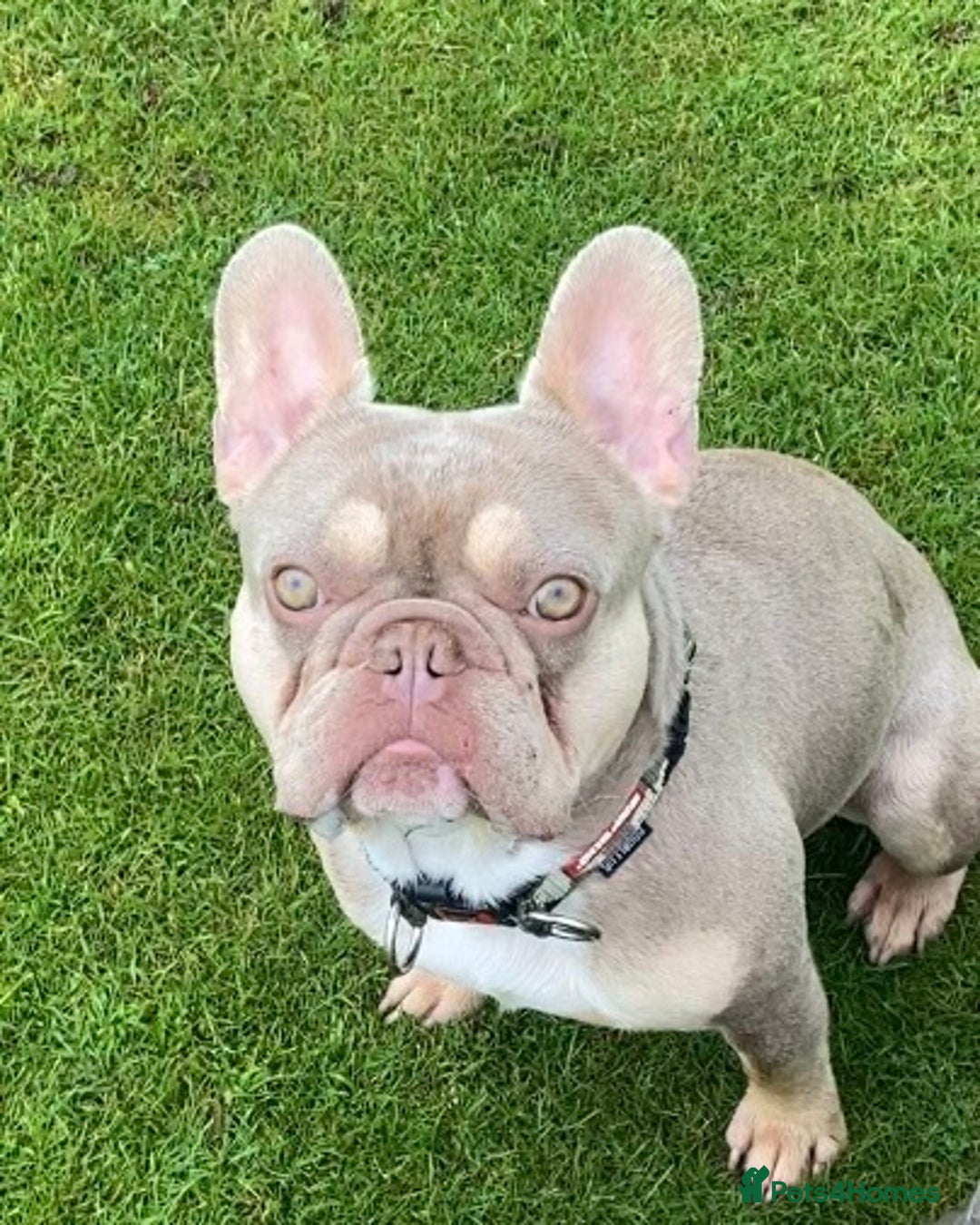 French Bulldog dogs for stud: Now FBCE GOLD! x OFFER- Fertility package inc in Matlock - Image 29
