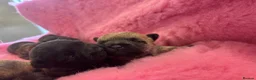 Cairn Terrier dogs for sale: KC Registered Cairn Terrier Pups - Advert 6