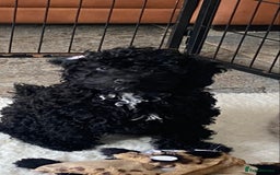 Cockapoo dogs for sale: Gorgeous F2 Cockapoos - Image 16