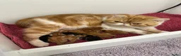Exotic cats for sale: Hello I’m Humffrey I’m an exotic shorthair  - Advert 10