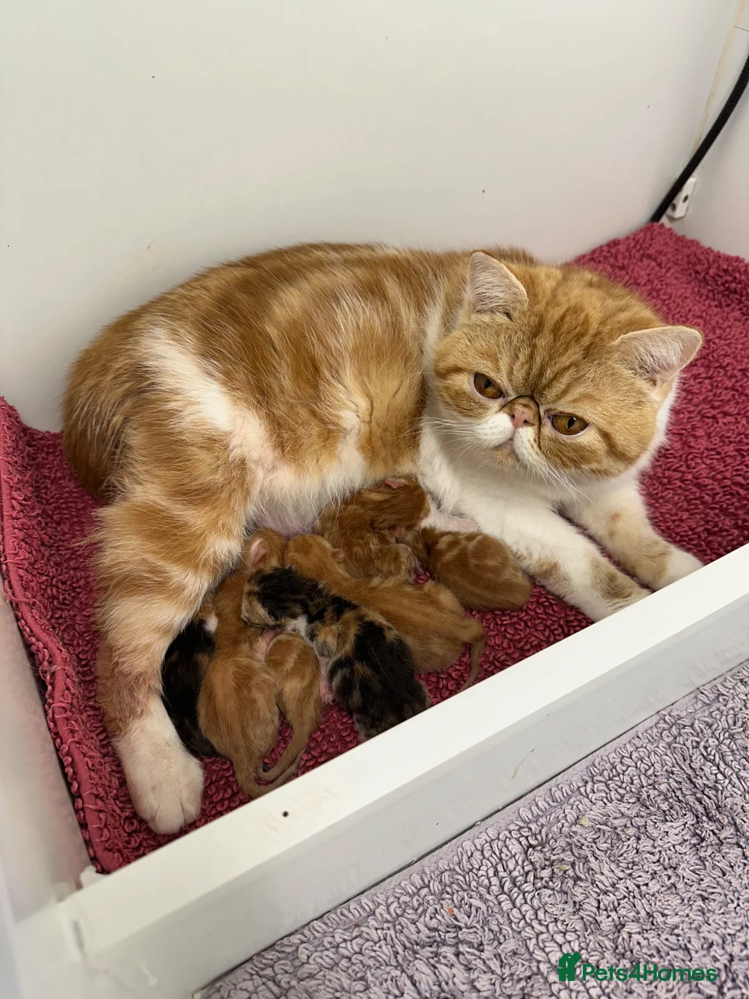 Exotic cats for sale: Hello I’m Humffrey I’m an exotic shorthair  - Advert 10