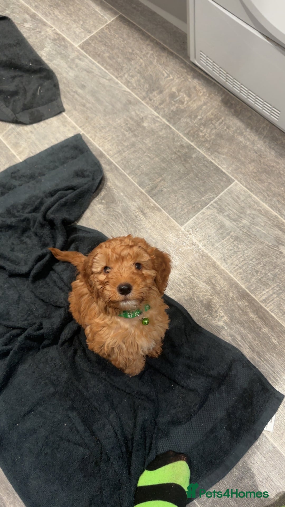 Cockapoo dogs for sale: Mini F1 cockpoos - Advert 4