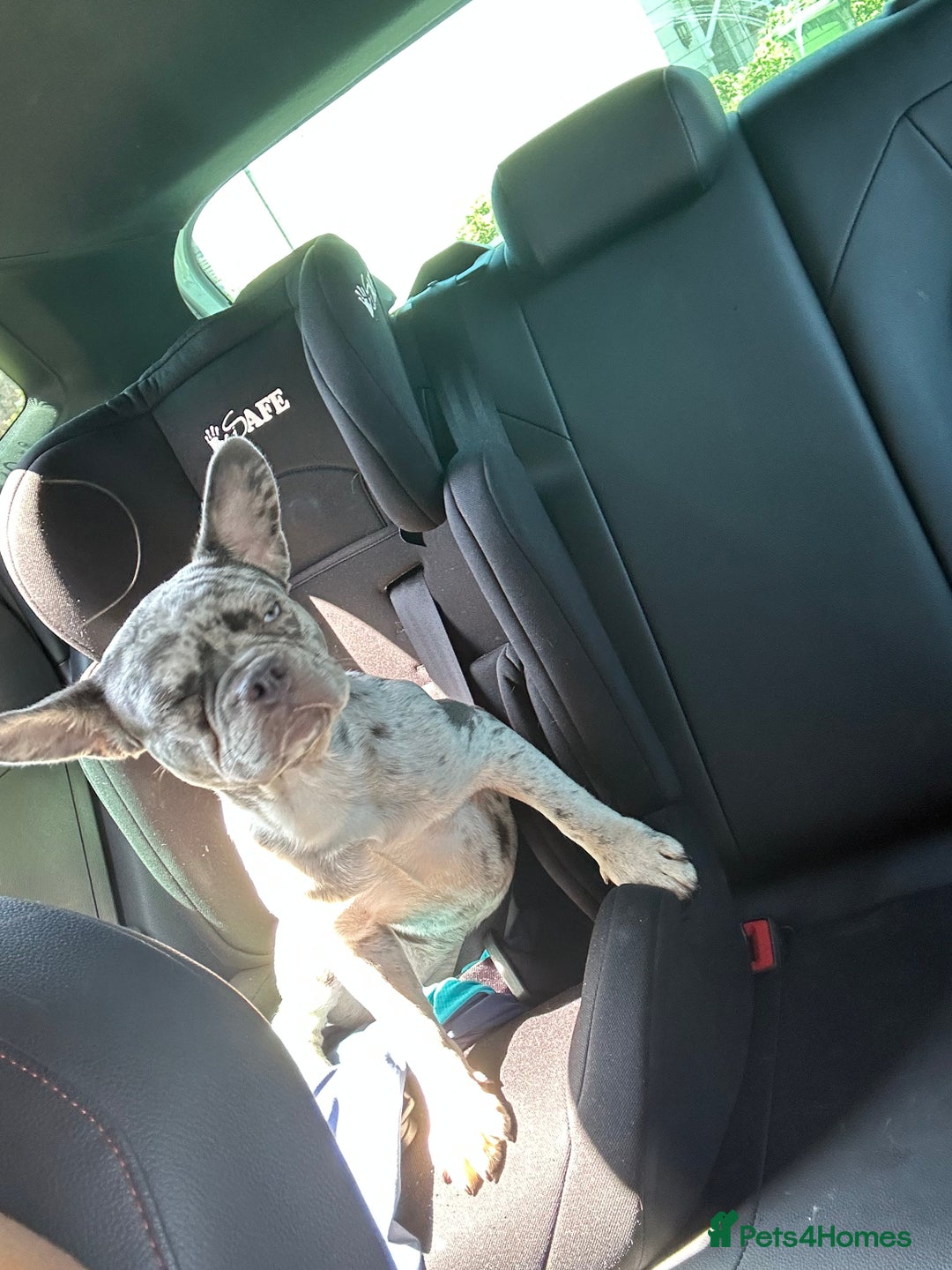 French Bulldog dogs for sale: French bulldog  - Image 5