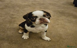 Frug dogs for sale: Frug Puppies Ready Now - Advert 1