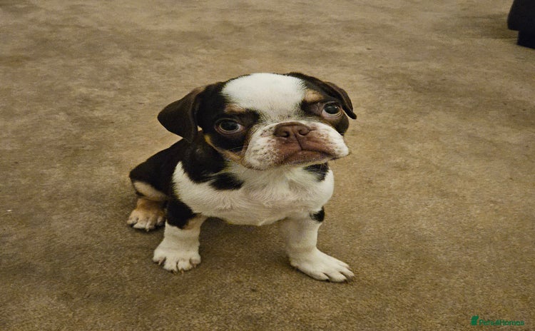 Frug dogs Frug Puppies Ready Now - Advert 1