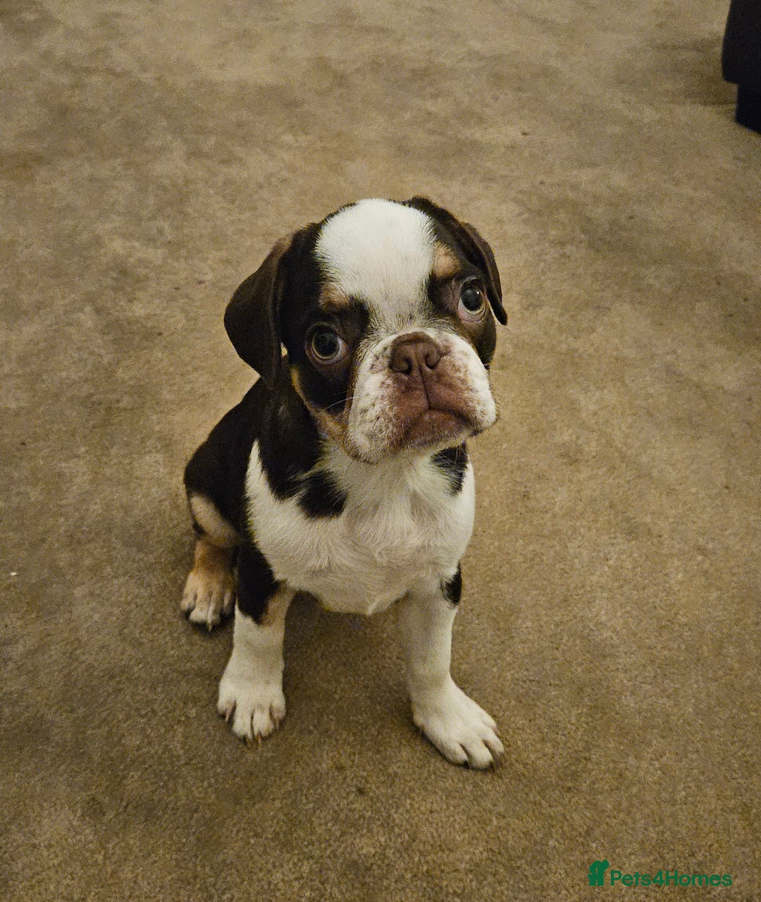 Frug dogs for sale: Frug Puppies Ready Now - Advert 1