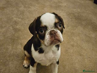 Frug dogs Frug Puppies Ready Now - Advert 2