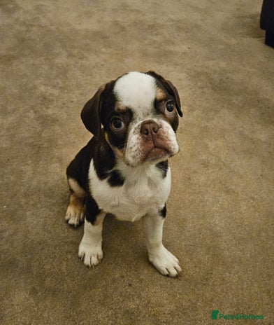 Frug dogs Frug Puppies Ready Now - Advert 1