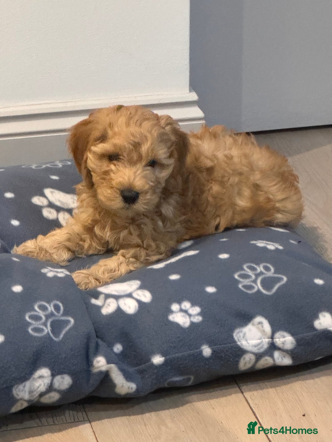 Cockapoo dogs for sale:  Beautiful 14-week Cockapoo ready for loving home  - Advert 1