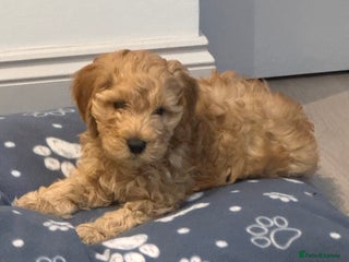 Cockapoo dogs Beautiful 14-week Cockapoo ready for loving home - Advert 2