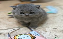 British Shorthair cats for sale: GCCF British Blue Kittens - Ready for  **   **  - Image 11