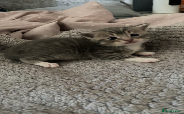 Mixed Breed cats - Advert 1