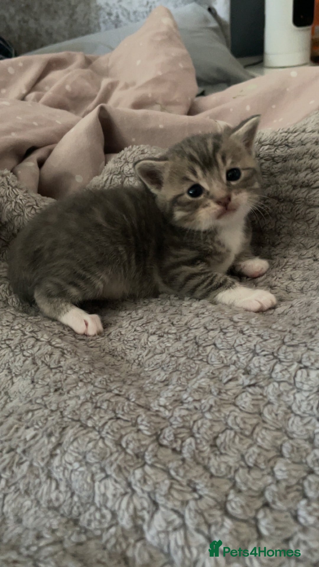 Mixed Breed cats for sale: 3 Beautiful Tabby Kittens  - Image 1
