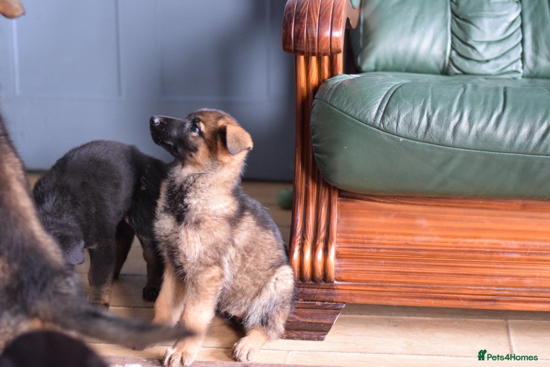 German Shepherd dogs for sale: German Shepherd Puppies - Image 24