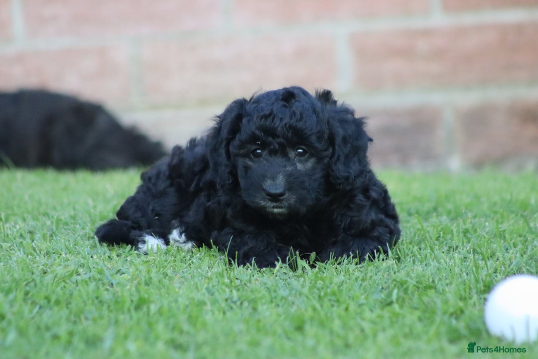 Cavapoochon dogs for sale: Cavapoochon puppies for sale - Image 21