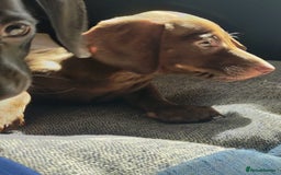 Miniature Dachshund dogs for sale: ..Miniature dachshunds 1 Girl 1BOY READY TO LEAVE  in Ellesmere Port - Image 2
