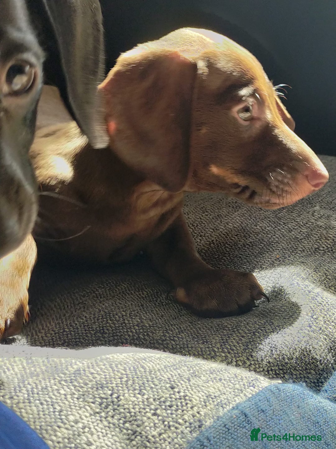 Miniature Dachshund dogs for sale: ..Miniature dachshunds 1 Girl 1BOY READY TO LEAVE  in Ellesmere Port - Image 2