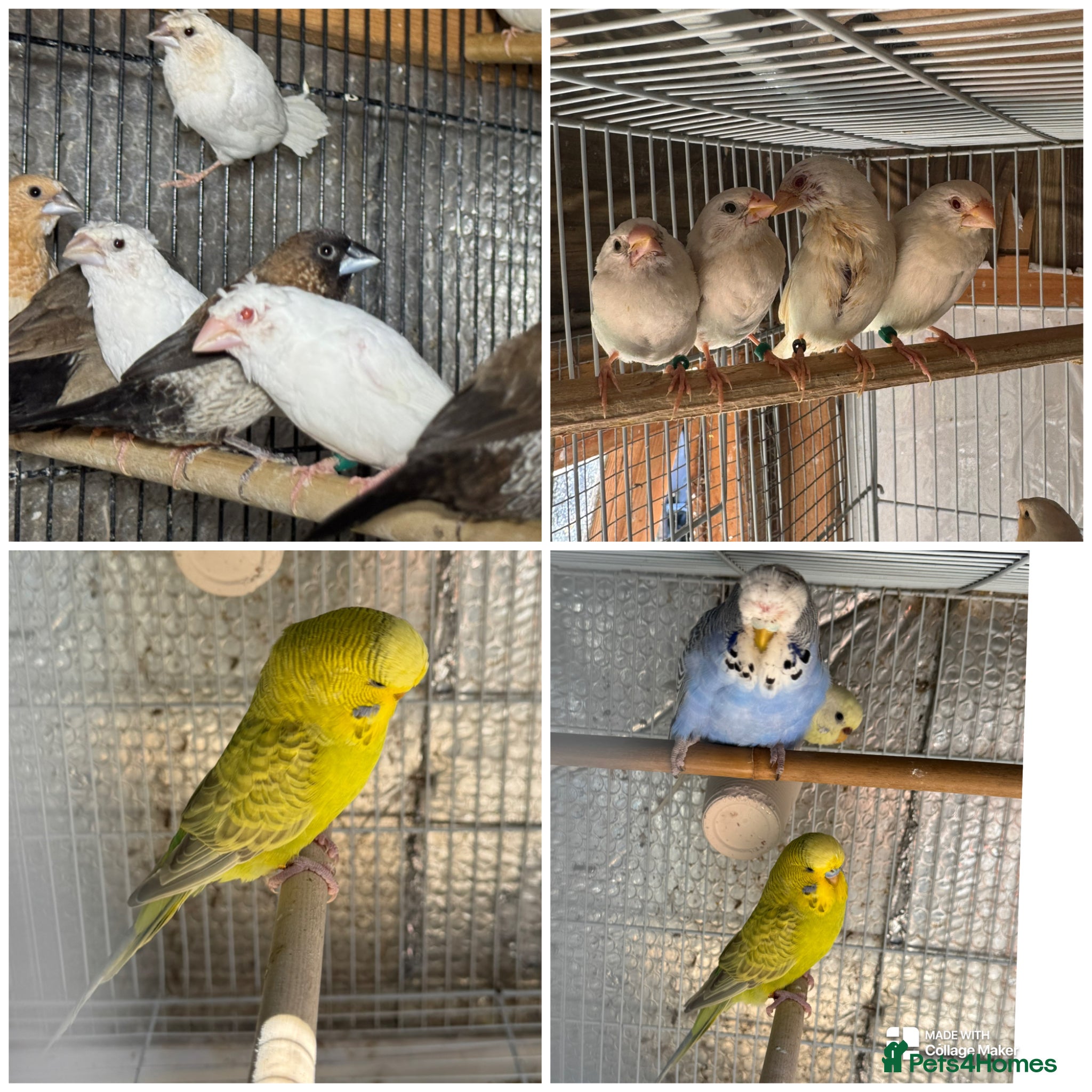 Mixed Breed birds Budgies and Bengal finches .  - Advert 1