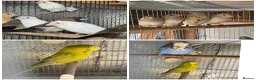 Mixed Breed birds for sale: Budgies and Bengal finches .  - Advert 1