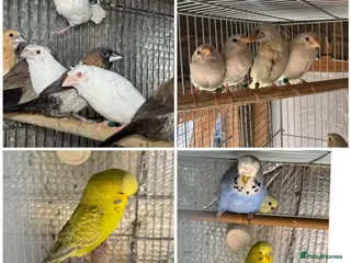 Mixed Breed birds Budgies and Bengal finches . - Advert 3