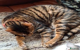 Toyger cats for sale: Toyger  - Advert 1