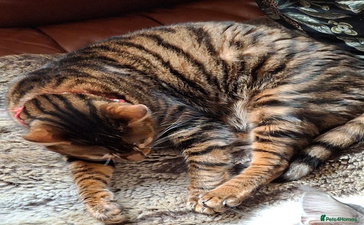 Toyger cats Toyger  - Advert 4